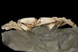 Fossil Crab (Macrophtalmus) Mounted On Rock - Madagascar #130630-6